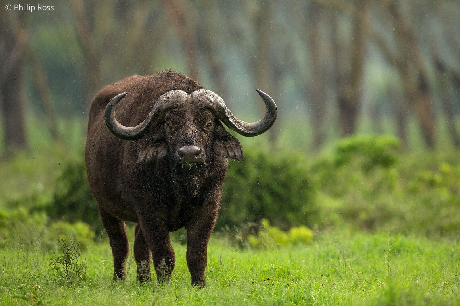 Cape Buffalo (Syncerus caffer) on our Africa Wildlife Camp by wildlife photographer Phillip Ross