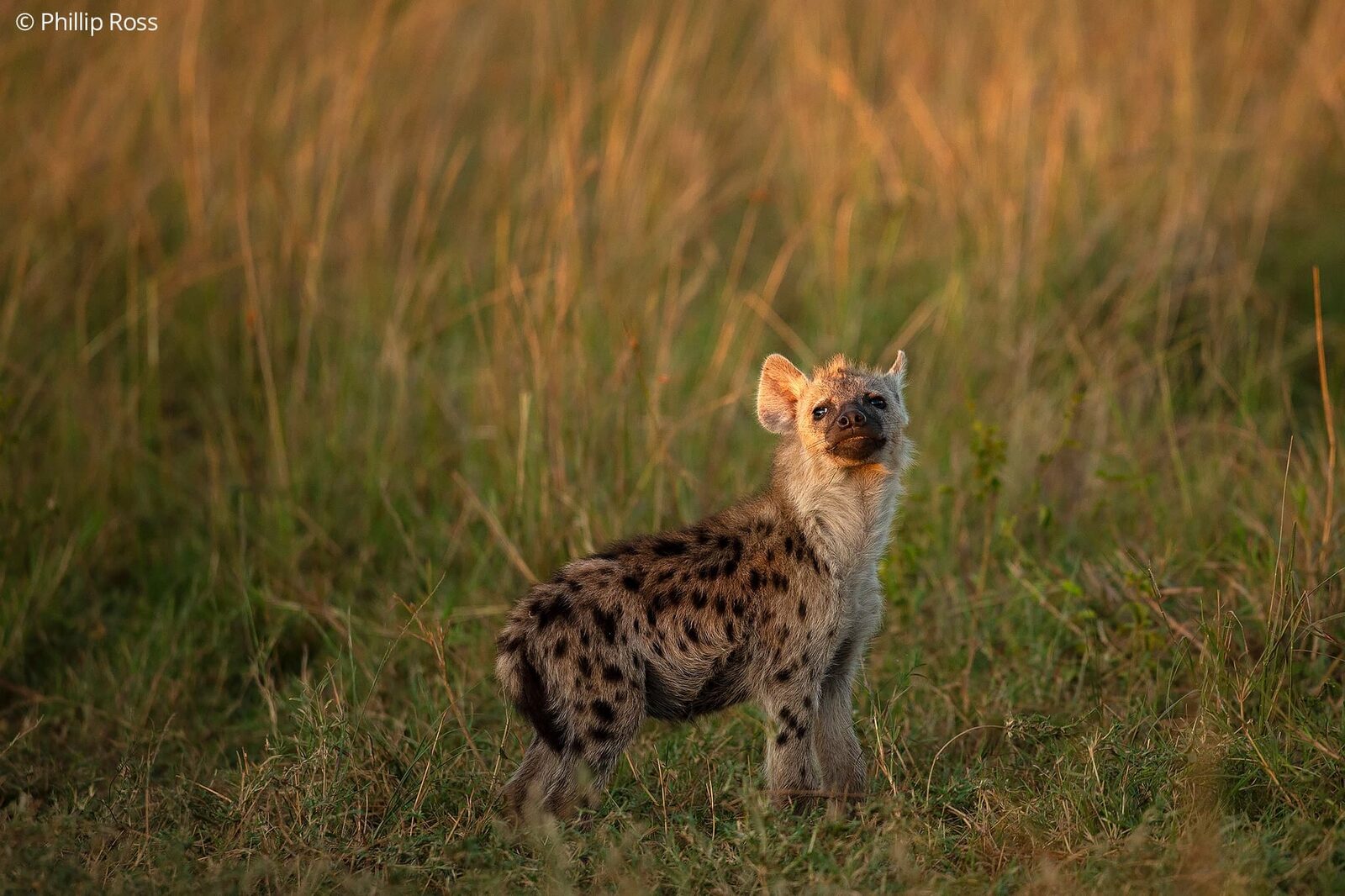 Hyena Pup on an Africa Wildlife Photography Tour