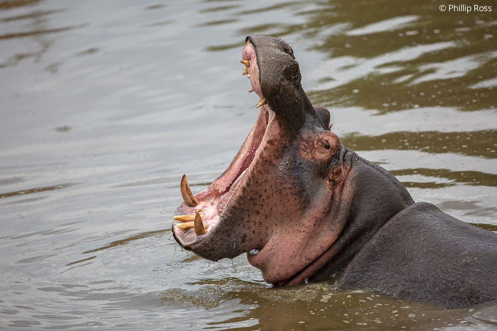 Hippopotamus (Hippopotamus amphibius) on an Africa Wildlife Photography Tour