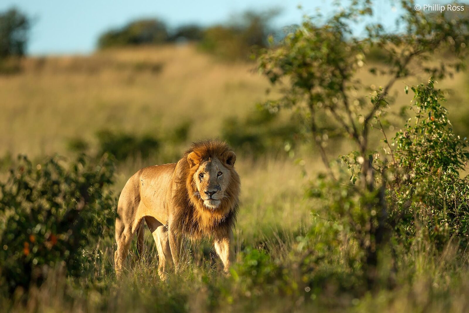 Lion (Panthera leo) on an Africa Wildlife Photography Tour