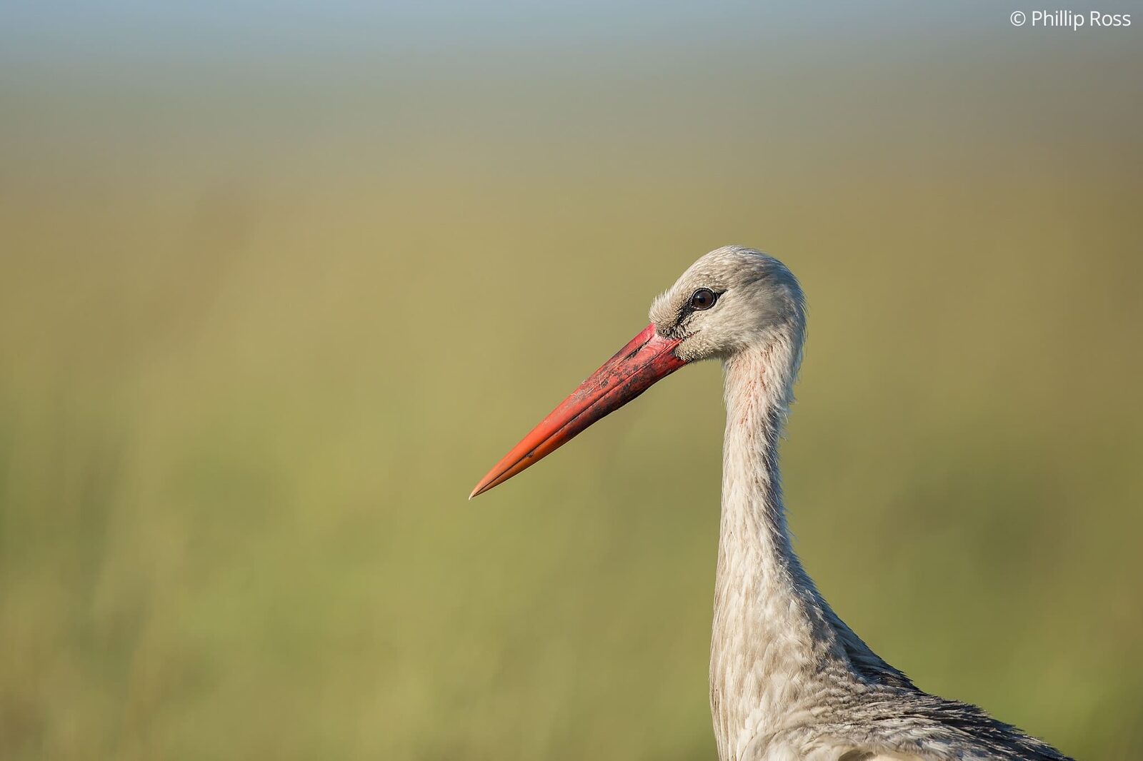 White necked stork (Ciconia microscelis) in Masaai Mara on our Africa Wildlife Photography Family Camp