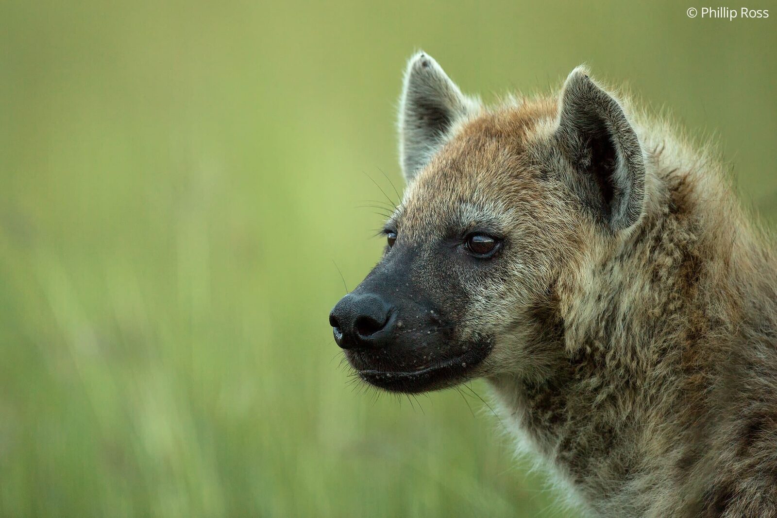 A hyena in Masaai Mara on our Africa Wildlife Photography Family Camp