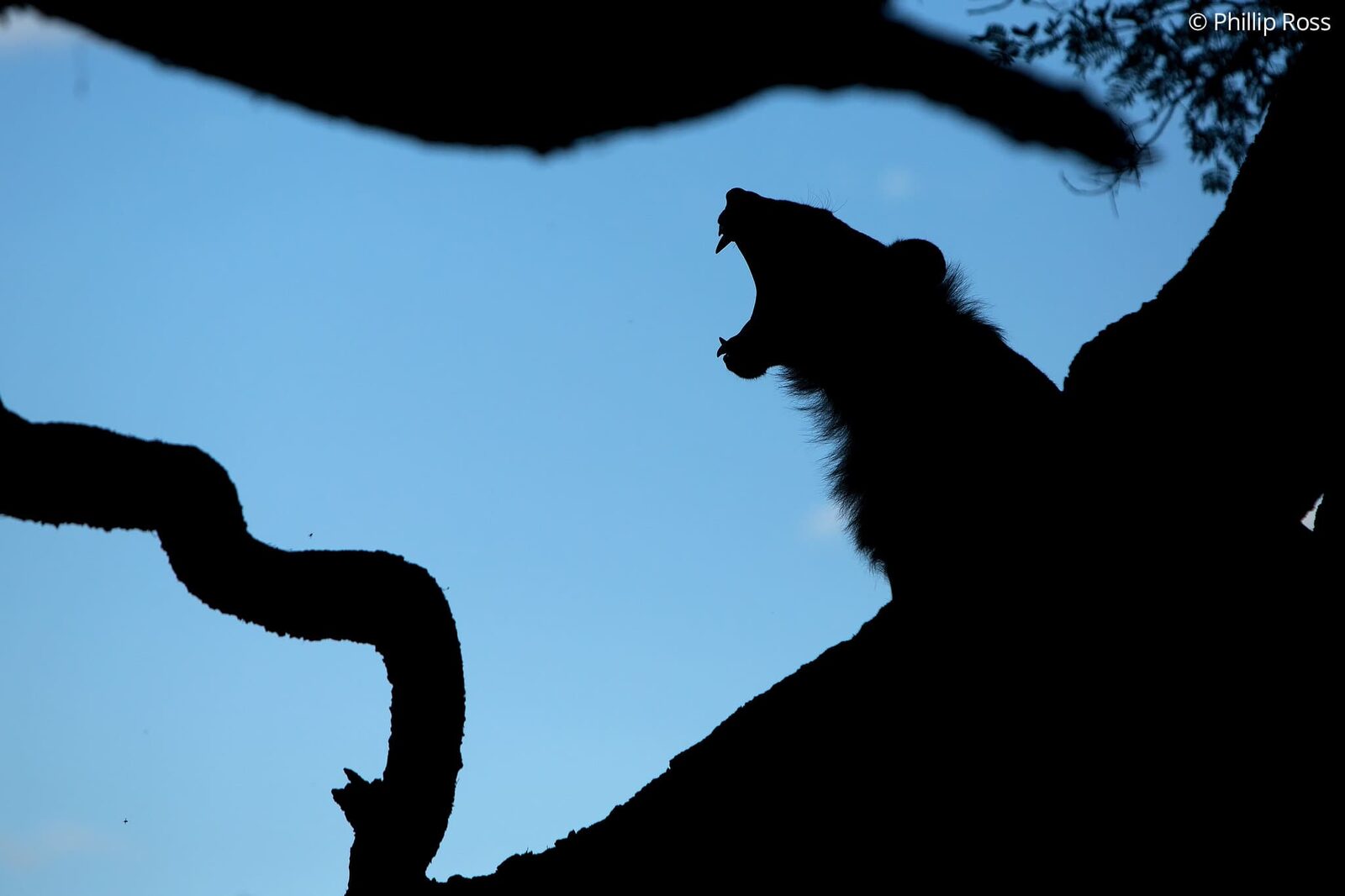 A Silhouette of a Lion (Panthera leo) on a tree on our Africa Wildlife Camp by wildlife photographer Phillip Ross
