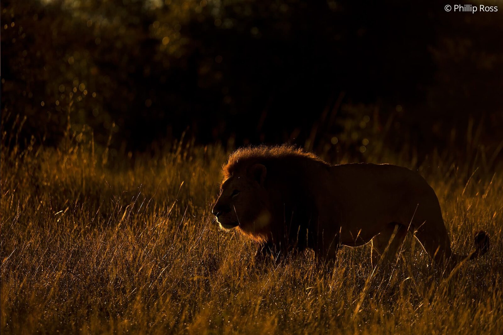 Rim-light effect of a Lion (Panthera leo) on an Africa Wildlife Photography Tour