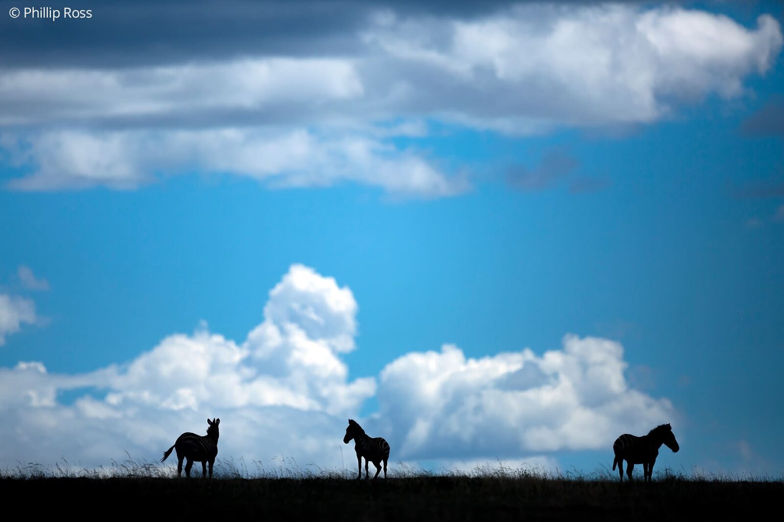 Silhouette of Zebras (Equus quagga) on the horizon on an Africa Wildlife Photography Tour