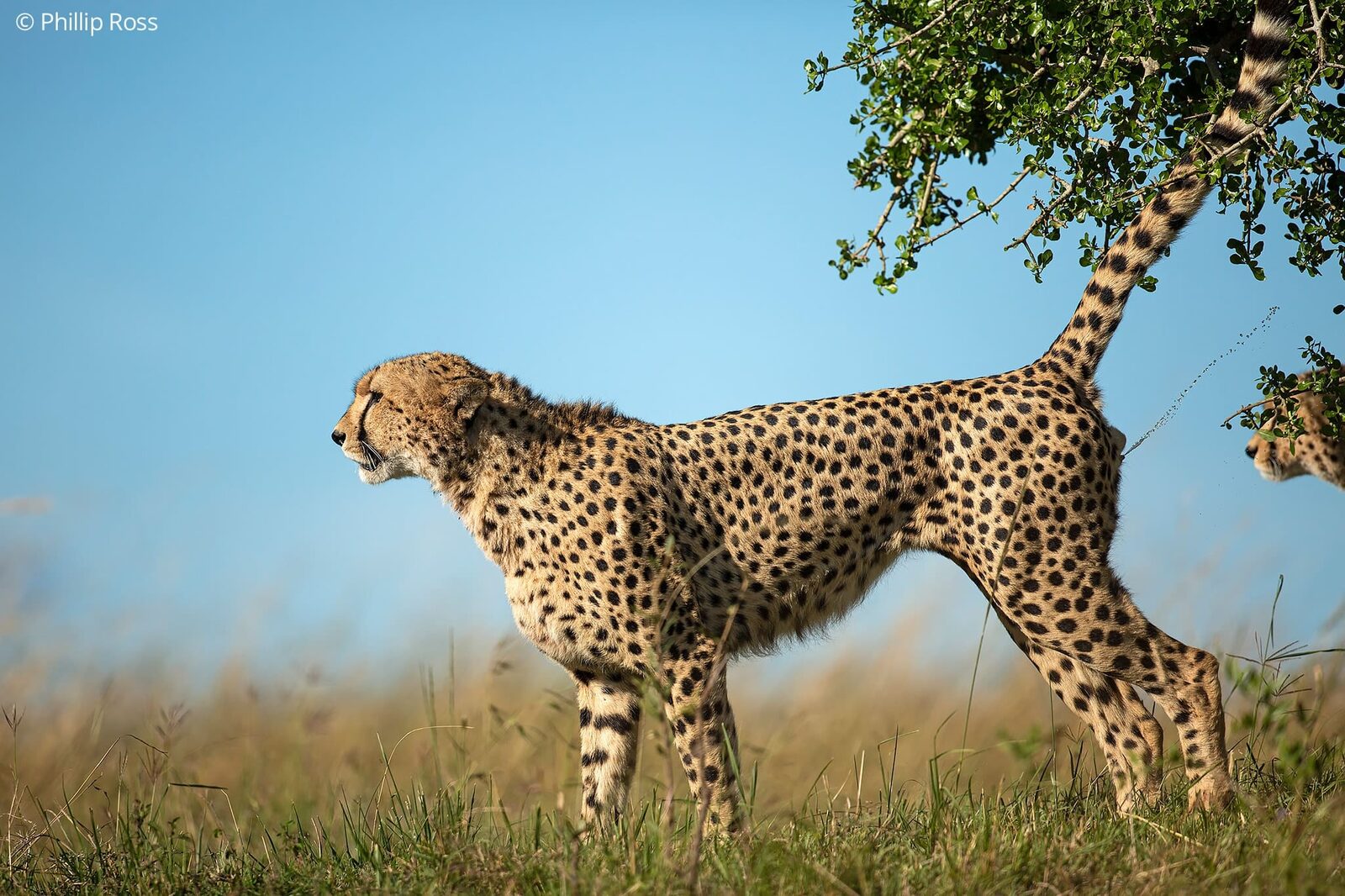 Cheetah (Acinonyx jubatus) marking its territory on an Africa Wildlife Photography Tour