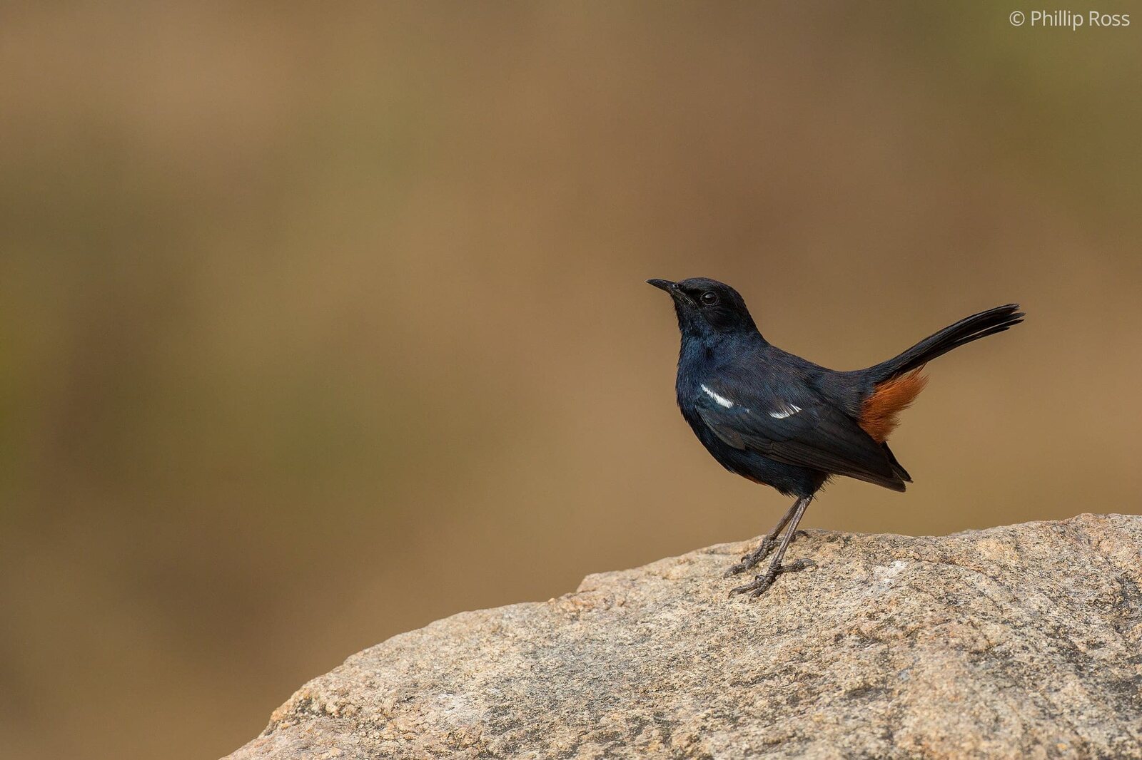 A male Indian Robin (Copsychus fulicatus) on a rock