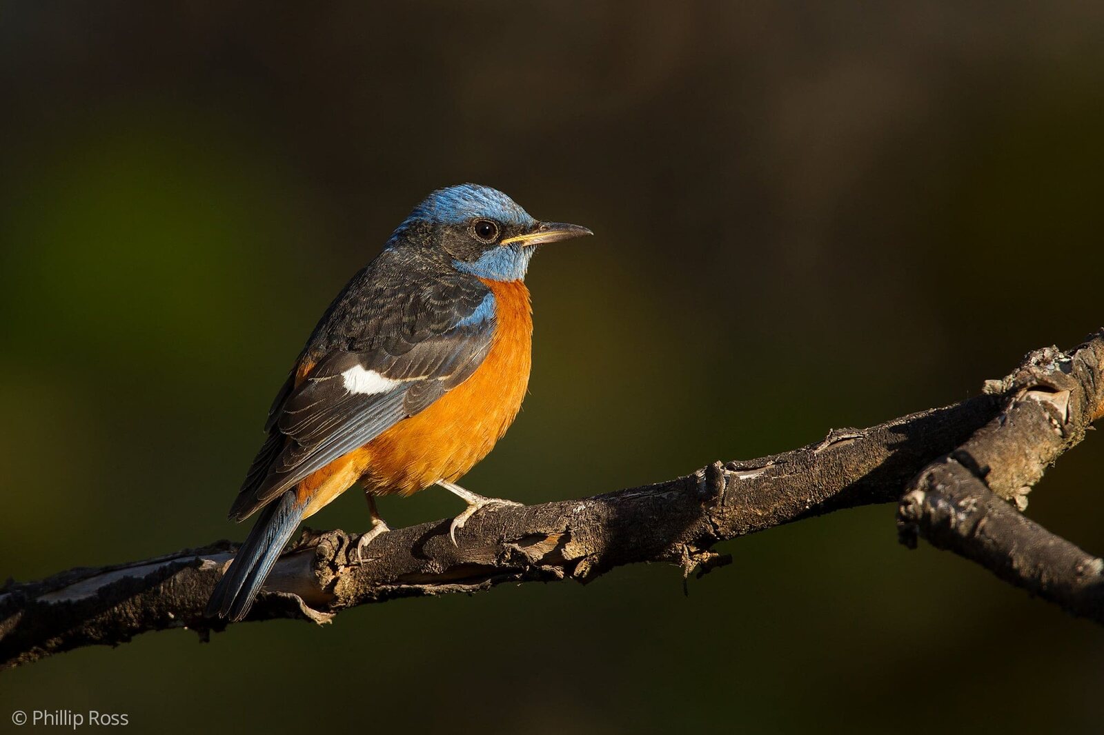 A Blue-capped Rock Thrush (Monticola cinclorhynchus)