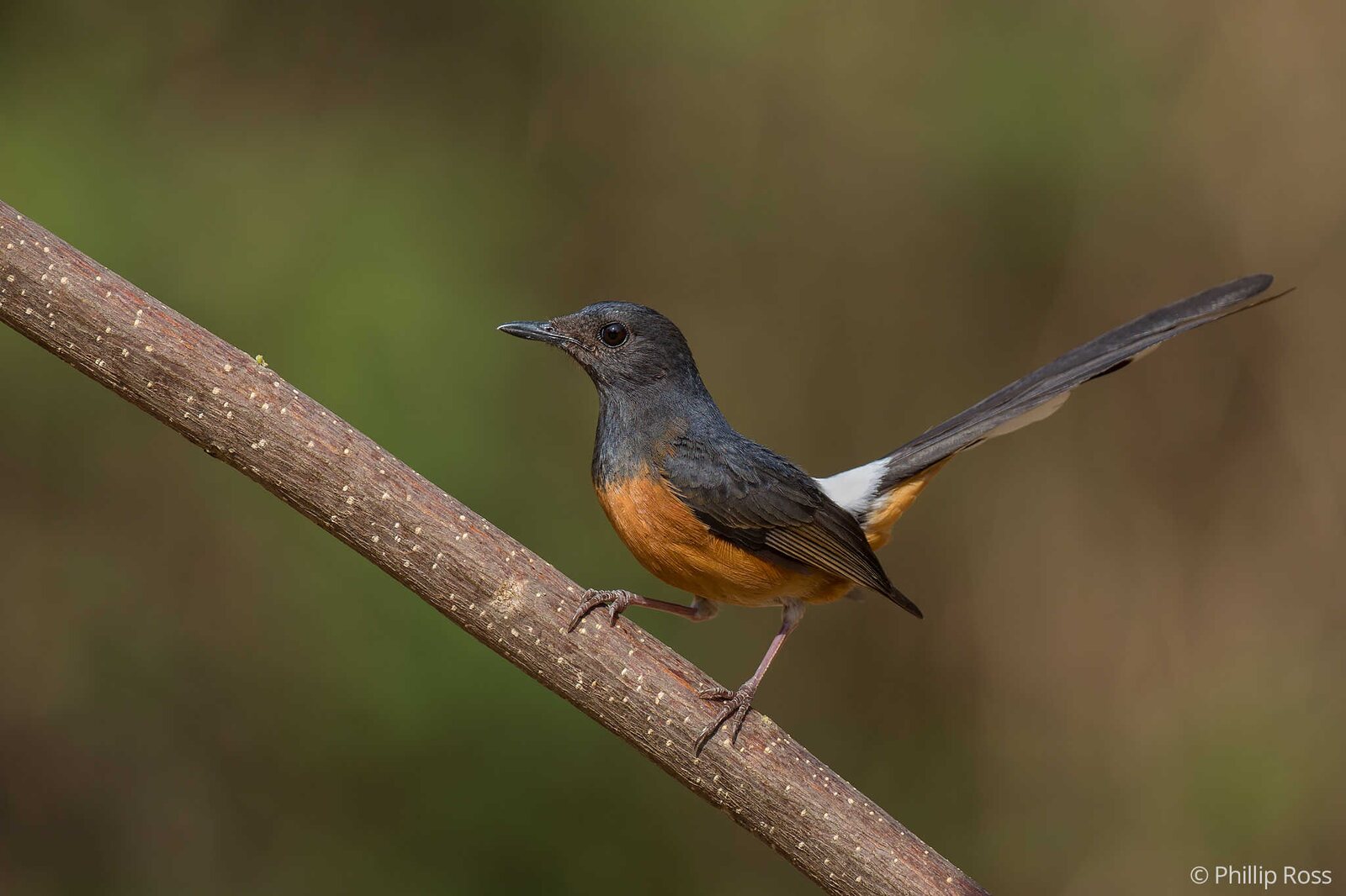 A White-rumped Shama (Copsychus malabaricus)
