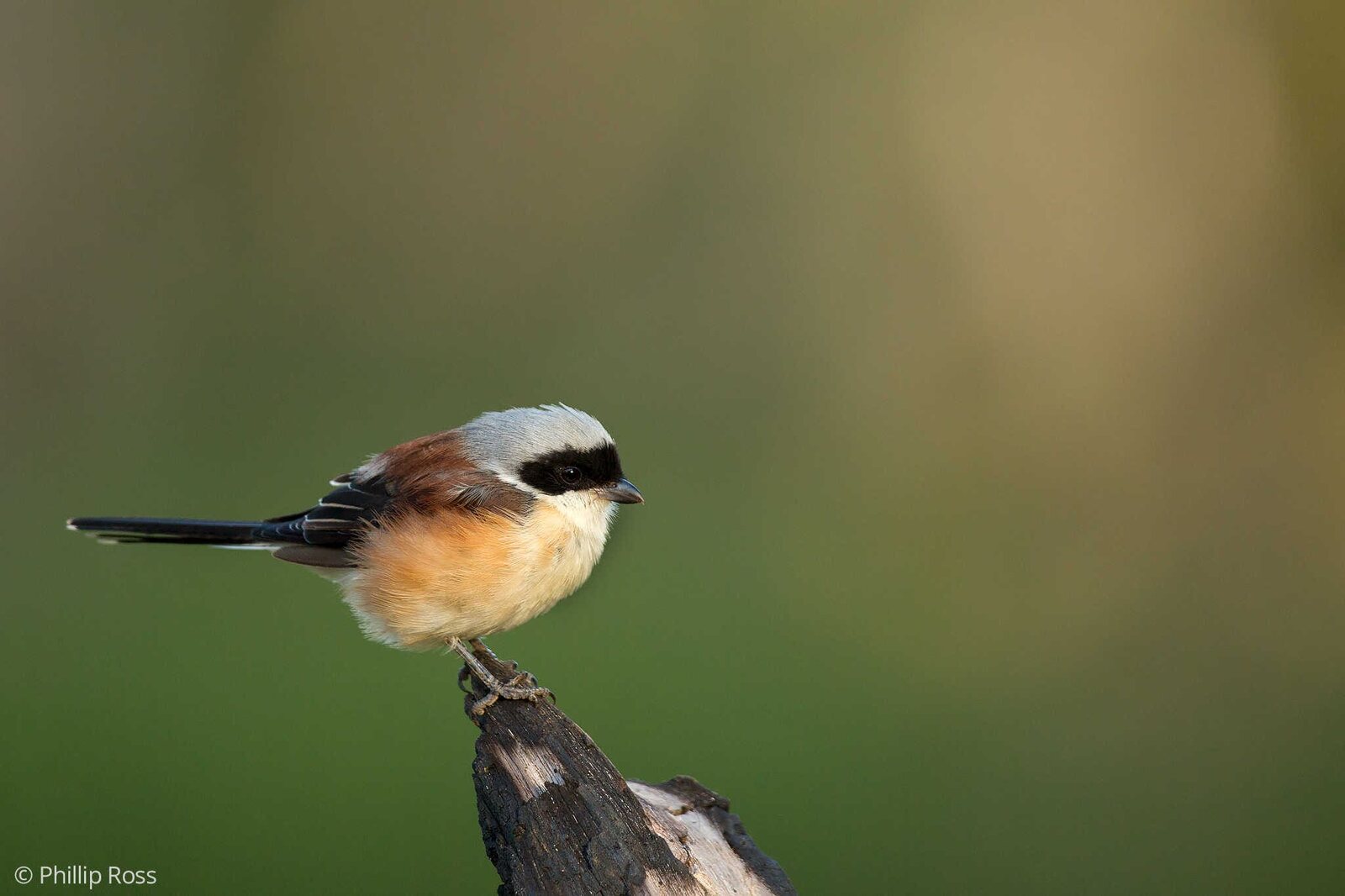 A Bay-backed Shrike (Lanius vittatus)