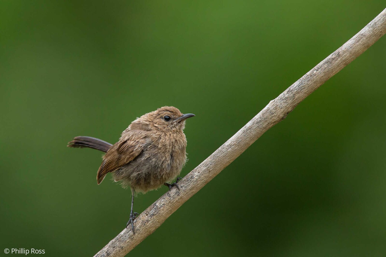 An Indian Robin (Copsychus fulicatus)