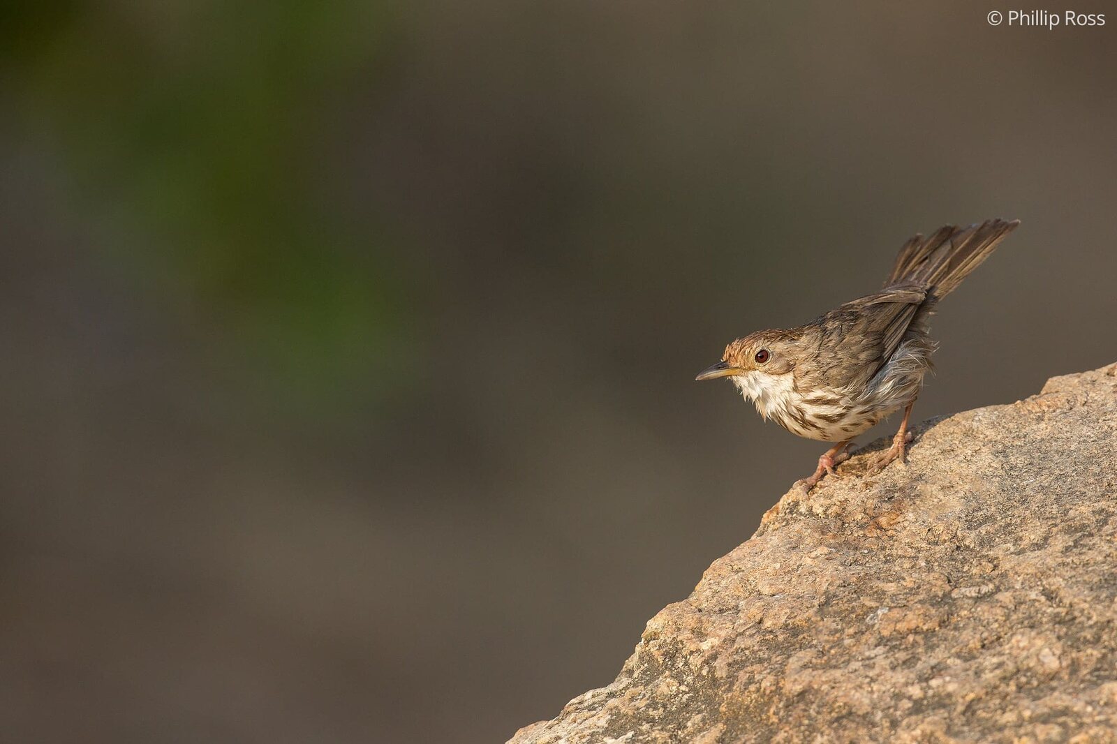 A Puff-throated babbler (Pellorneum ruficeps)