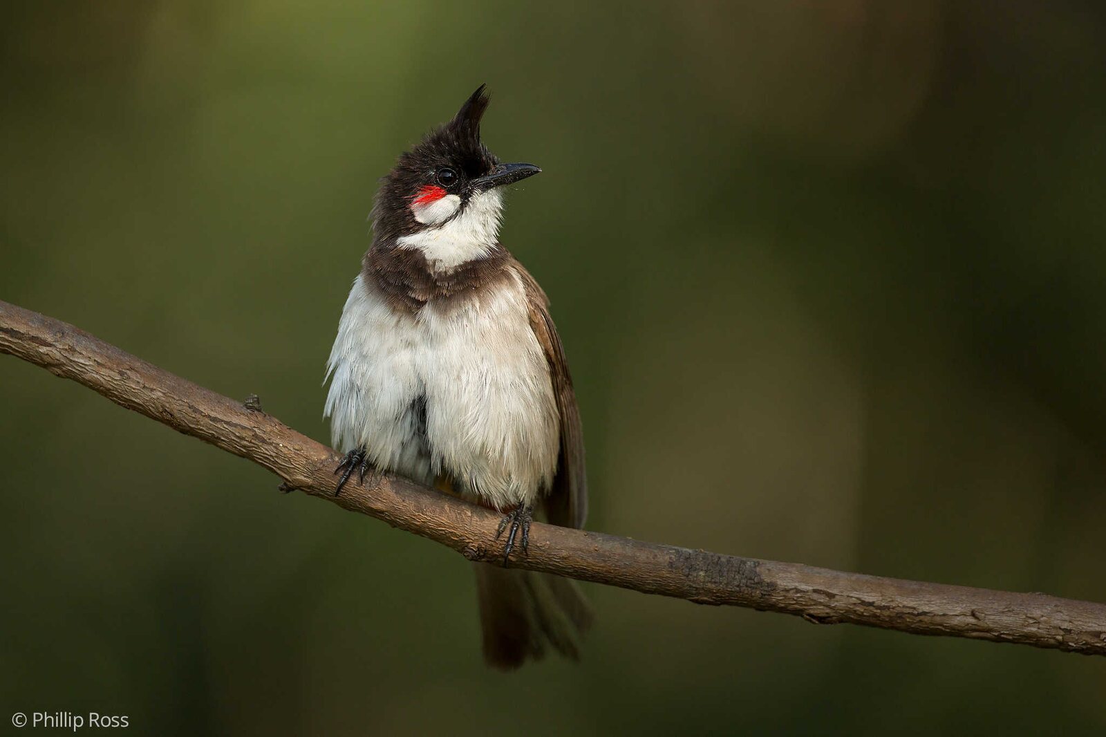 A Red-whiskered Bulbul (Pycnonotus jocosus)