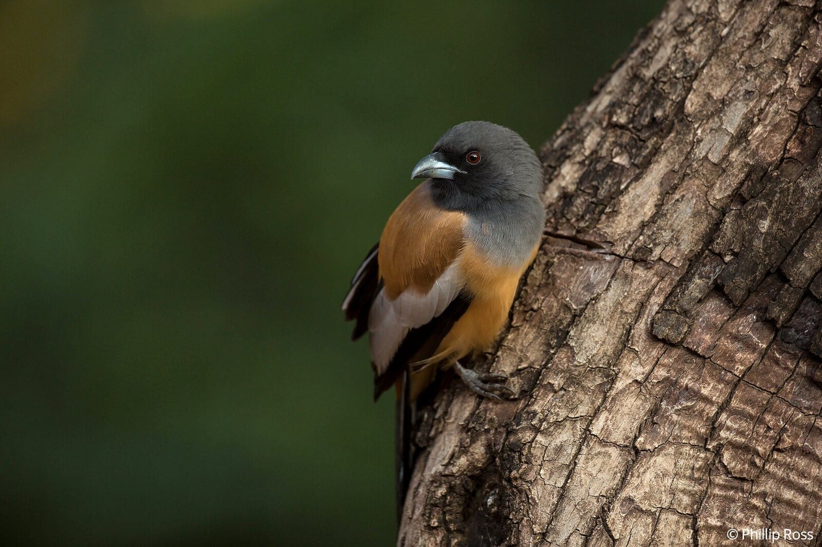 A Rufous Treepie (Dendrocitta vagabunda)