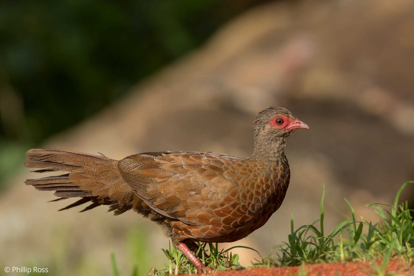 A Red Spurfowl (Galloperdix spadicea)