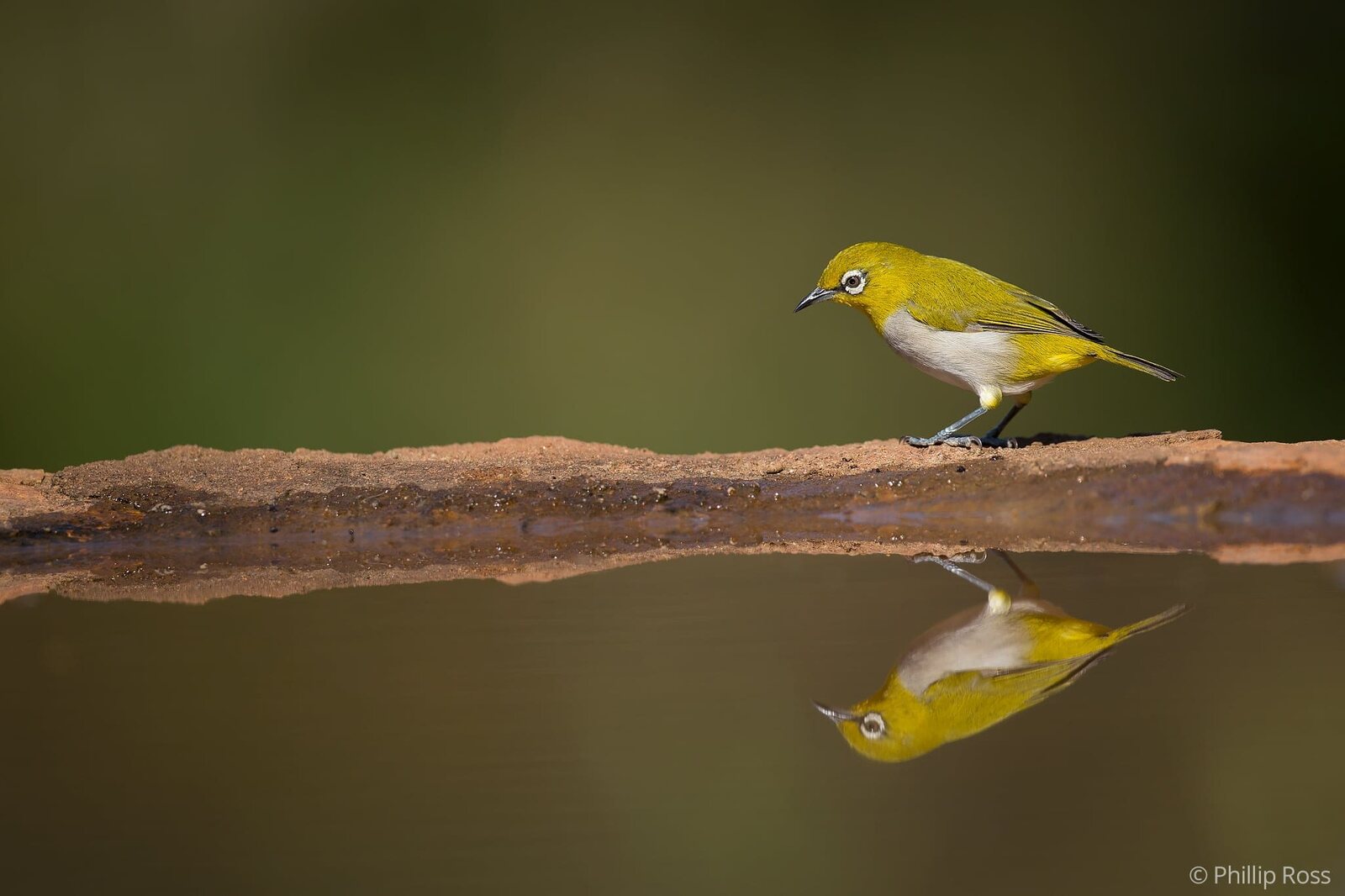 An Oriental White-eye (Zosterops palpebrosus)