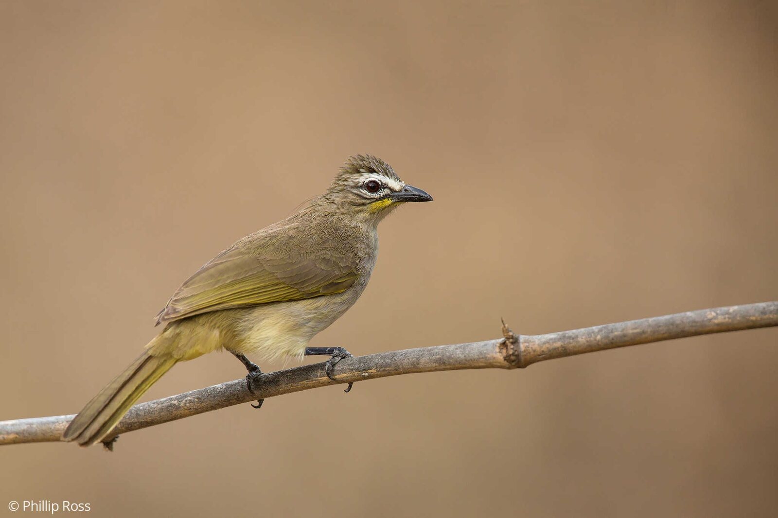 A White-browed Bulbul (Pycnonotus luteolus)