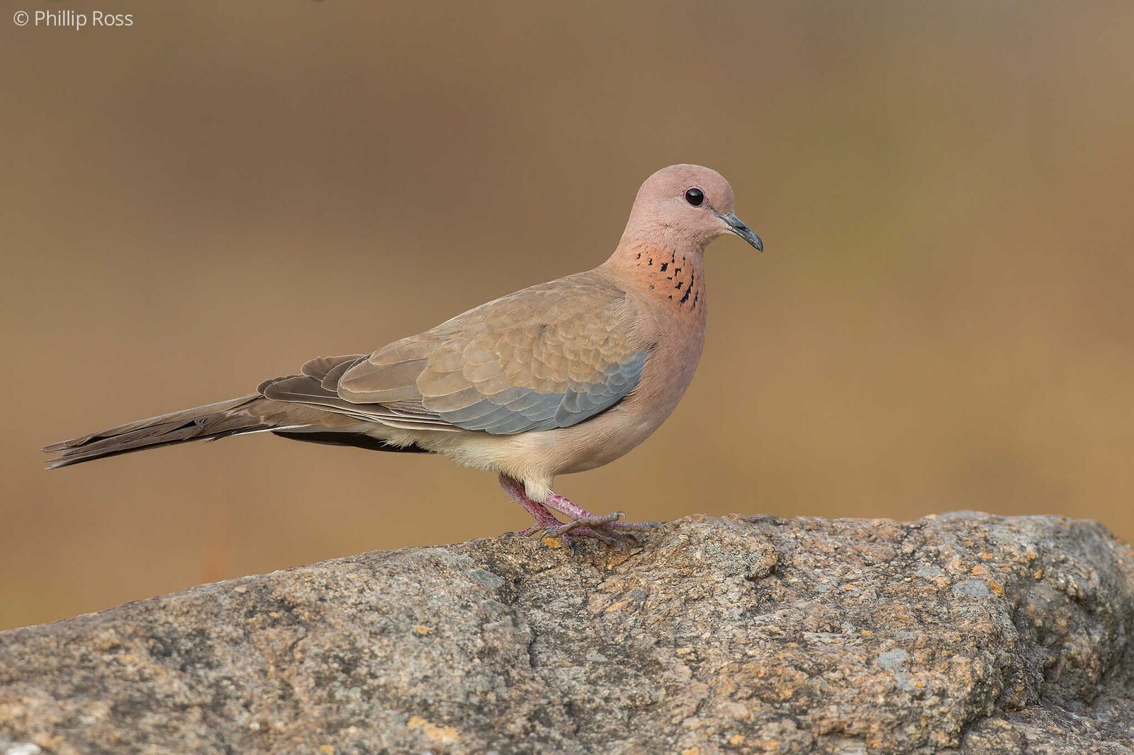 A Laughing Dove (Spilopelia senegalensis)