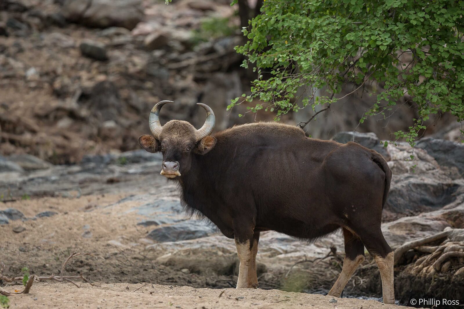 Indian Gaur (Bos gaurus) spotted on a trek near Bangalore on our Kids Nature Camp