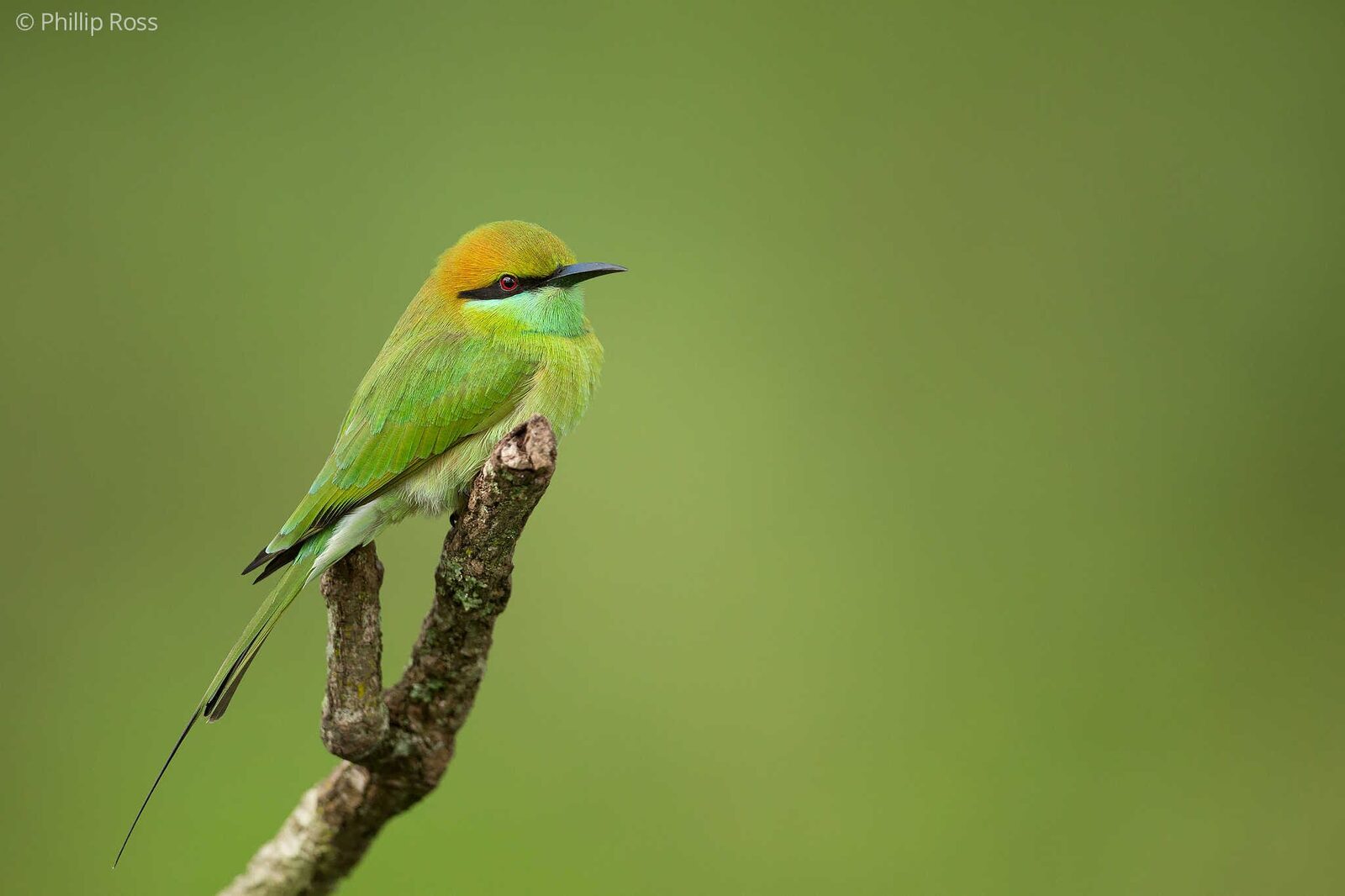 Green Bee-eater (Merops orientalis) on a perch during a bird photography session on our Kids Nature Camp near Bangalore