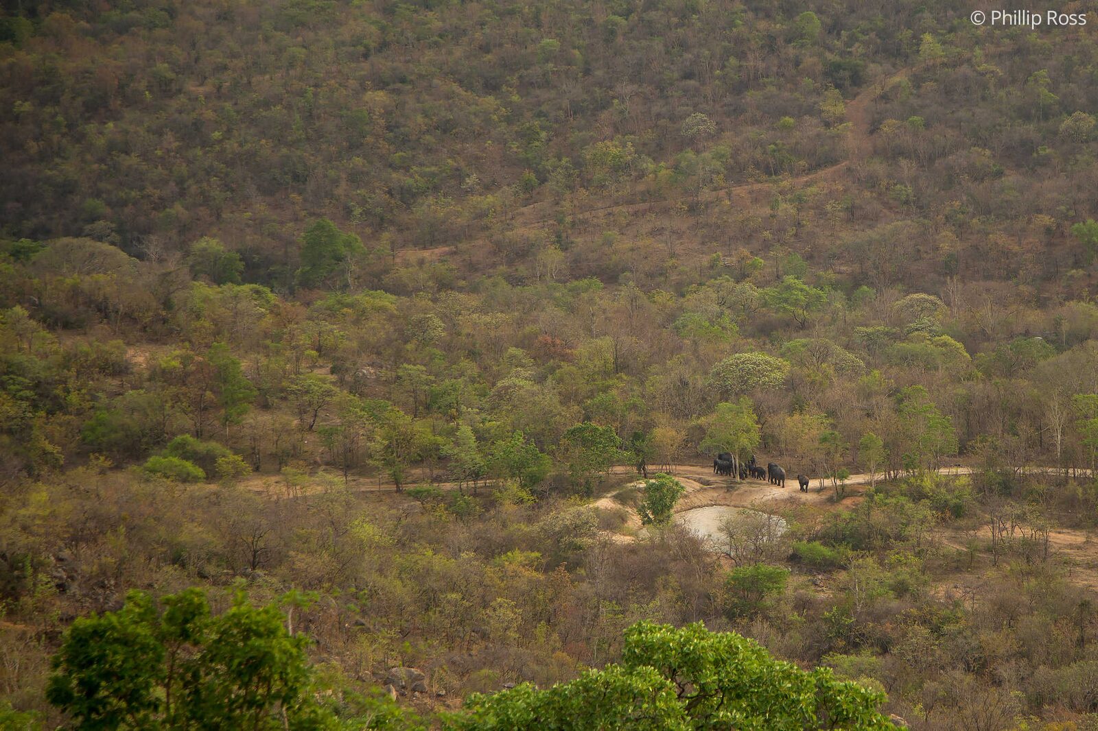 Asiatic Elephants (Elephas maximus) spotted near a water hole on our Kids Nature Camp near Bangalore