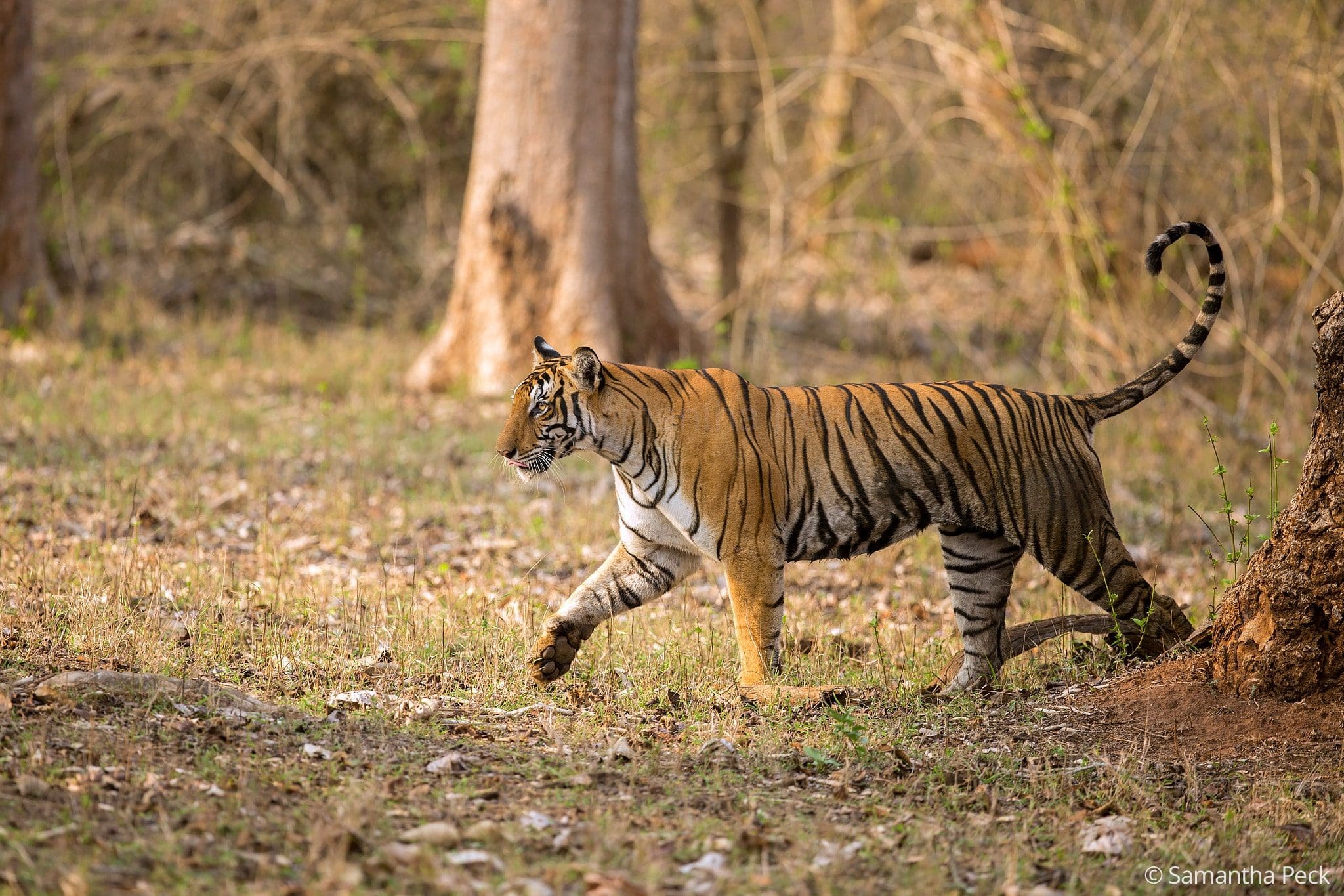 Kabini National Park - Photo Tours - Photography Workshop | The Outback ...