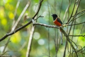 Malabar Trogon in Thattekad on a Bird Photography Tour