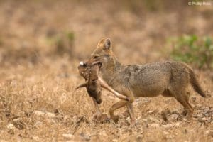 Jackal with a Kill in Kabini on a Wildlife Photography Tour