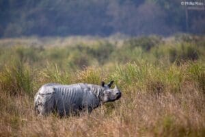 Kaziranga Wildlife Photography Tour for Adults